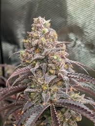 BLUEBERRY MUFFIN  BREEDER CUT
