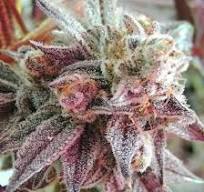 GORILLA BREATH - THUG PUG CUT