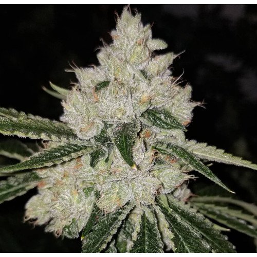 OCCIDENTAL KUSH