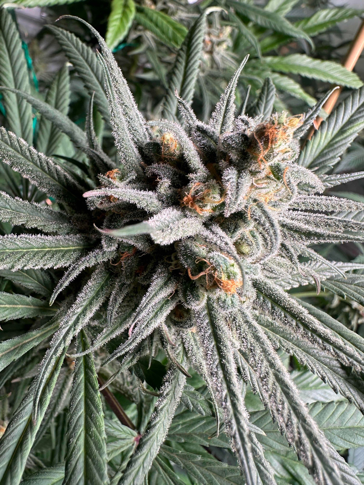 BLUE DREAM - SANTA CRUZ CUT