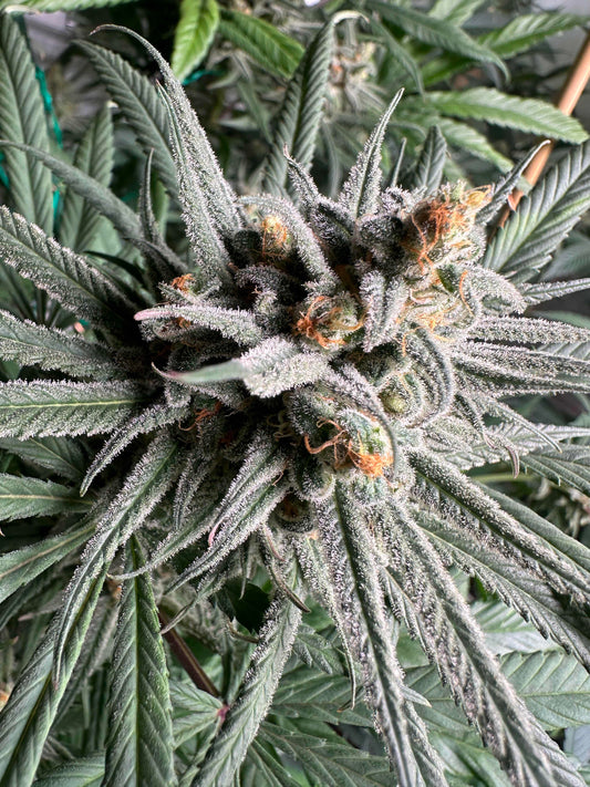 BLUE DREAM - SANTA CRUZ CUT